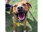 Adopt Niles a Mixed Breed