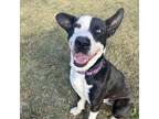 Adopt Heimdall a Mixed Breed