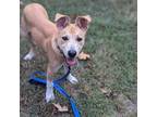 Adopt Saka a Mixed Breed
