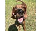 Adopt Sorrel a Mixed Breed