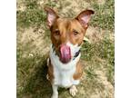 Adopt Jamuni a Mixed Breed