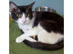 Adopt Coriander a Domestic Short Hair