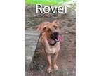 Adopt Rover a Retriever, Black Mouth Cur