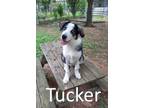 Adopt Tucker a Siberian Husky, Husky