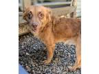Adopt Huske a Cavalier King Charles Spaniel, English Cocker Spaniel