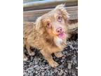 Adopt Eaton a Cavalier King Charles Spaniel, English Cocker Spaniel