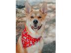 Adopt Ajax a Akita