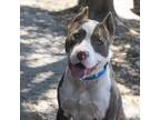 Adopt MONTY a Pit Bull Terrier