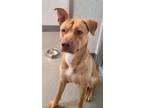Adopt Simba a German Shepherd Dog, Pit Bull Terrier