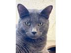 Adopt Poptart a Domestic Short Hair