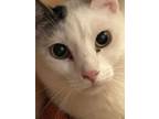 Adopt Jonesy a Domestic Short Hair