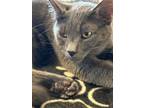Adopt Ashton a Domestic Short Hair