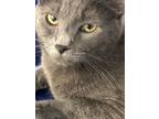 Adopt Blueberry a Domestic Short Hair