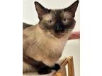Adopt Simon a Siamese