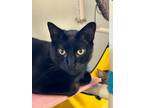 Adopt Midnight Louie a Domestic Short Hair