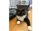 Adopt Hamburgular (Winks Boy)) a Domestic Medium Hair