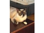 Adopt Bonnita a Domestic Short Hair