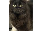 Adopt Charlie a Domestic Long Hair