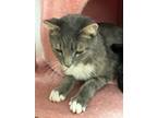 Adopt Xander a Domestic Short Hair