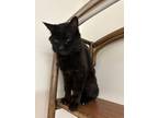 Adopt Trucker a Domestic Short Hair