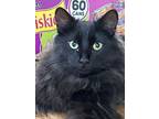 Adopt Starbucks a Domestic Long Hair
