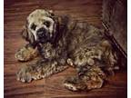 Adopt Archie K 24091 a Cocker Spaniel