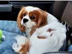 Adopt Dexter K 24089 a Cavalier King Charles Spaniel