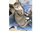 Adopt Capricorn (FCID# 06/19/2024 - 34 Millsboro PS) C a Tabby, Tuxedo
