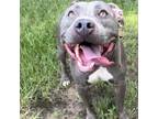 Adopt Cry Baby Johnny a Mixed Breed