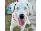 Adopt Eugene a Catahoula Leopard Dog