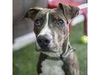 Adopt Columbus a Pit Bull Terrier