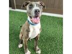 Adopt Ferdinand a Pit Bull Terrier