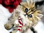 Petit Persians Amy Ace Asher Abel