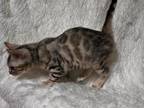 Silver Female Bengal With Glitter Coat