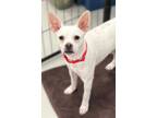 Adopt Chip a Retriever, Mixed Breed