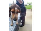 Adopt Lucas a Mixed Breed, Beagle
