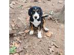 Adopt Sheldon a Beagle