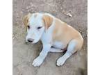Adopt Leonard a Beagle