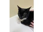 Adopt Tom a Domestic Short Hair