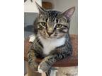 Adopt Whiskers a Domestic Short Hair