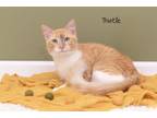 Adopt Thistle a Domestic Short Hair