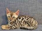 Bengal Kitten