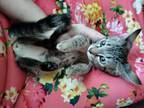 Rare Silver And Gold Bengal Kitten