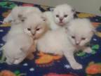 Siberian Kittens Litter
