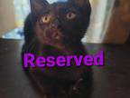 Jet Non Standard Sphynx