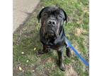 Adopt Burger a Mastiff, Mixed Breed