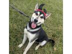 Adopt Marley a Husky