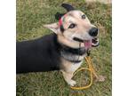 Adopt Max a Husky
