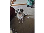 Adopt Ace a Australian Cattle Dog / Blue Heeler