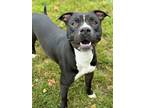 Adopt Max a Pit Bull Terrier, Mixed Breed